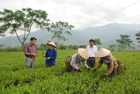 Đồng chí Đỗ Gia Quỵnh - Bí thư Đảng ủy xã Sơn Thịnh (ngoài cùng bên trái) kiểm tra diện tích chè trồng mới tại thôn Thác Hoa 3.

